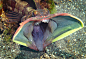 Sarcastic fringehead (Neoclinus blanchardi) | Flickr – 相片分享！