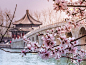 Spring at the Summer Palace, Beijing - Visit http://asiaexpatguides.com and make the most of your experience in China! Like our FB page https://www.facebook.com/pages/Asia-Expat-Guides/162063957304747 and Follow our Twitter https://twitter.com/AsiaExpatGu