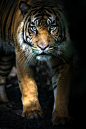 Stalking Sumatran Tiger