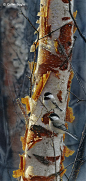 [转载]【油画】美国艺术家Collin <wbr>Bogle超写实作品欣赏03-（