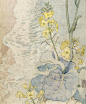 Maxwell Ashby Armfield，Brassica Oleracea