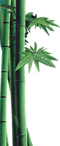 绿色 竹子