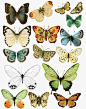 #绘画学习# 非常漂亮的蝴蝶图谱，喜欢收走！
