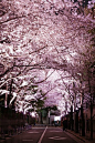 Cherry blossoms tunnel in Roppongi, Tokyo, Japan。日本东京六本木的樱花大道。六本木中城广场有超过100株的樱花树，春季盛开时相当的壮观美丽。从花园广场一直到樱花大道(さくら通り)，每晚的灯光照亮道旁的樱花，使六本木的夜色更加梦幻动人。 #国外# #景点# #日本#