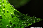 高清树叶露水照片素材 - 素材中国16素材网