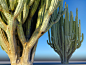 San Pedro Cactus Tree , Kris 3d : San Pedro Cactus Tree 
Hallucinogenic cactus tree !
https://www.turbosquid.com/Search/Artists/Asset-Scan-3d?referral=asset-scan-3d