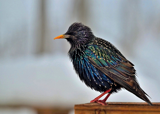 欧椋鸟Sturnus vulgaris ...