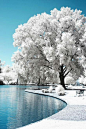 这张照片是真的很酷（字面意思）！ 在完美的白色树梢的清晰，流畅的蓝色水下面拌匀。 这幅画确实是一个冬季仙境！