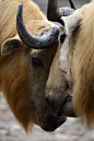 Photograph golden takins by wenchy on 500px