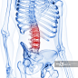 腰椎示意图图片素材