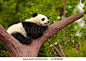 Sleeping giant panda baby - stock photo