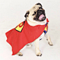 Pugsley and Loki 在 Instagram 上发布：“Super Pug Wink! 
狗、汪星人、巴哥、超人