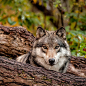 Wolf Portrait. by oldwolfphotography