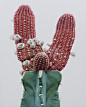Towering Hyperrealistic Cactus Paintings by Lee Kwang-ho : Korean painter Kwang-ho Lee (previously) depicts larger-than-life cacti in oil paintings that stand up to 8-feet tall. Every thorn, bloom, and branch is painted with excruciating accuracy, bringin