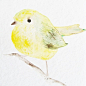 清新自然的水彩小鸟插画｜来自德国画家dearpumpernickel