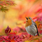 Photograph Autumn fantasy by Teuni Stevense on 500px