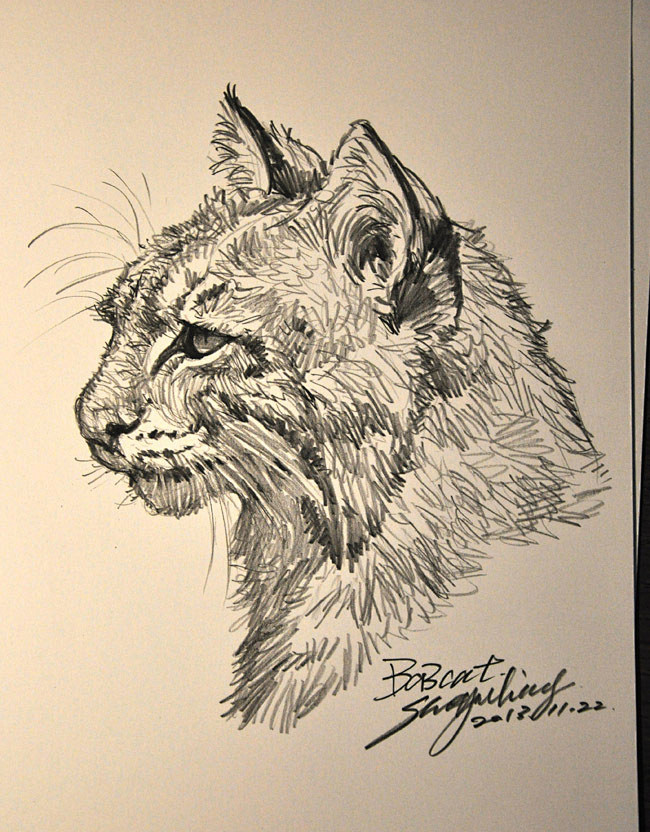 狮鸢SONNY  的插画 佛罗里达短尾猫