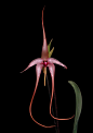 【棘唇石豆兰 Bulbophyllum echinolabium】