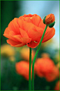 Orange ranunculus