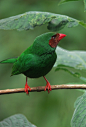 belas-imagens:

Chlorornis riefferii / Clorornis patirrojo / Grass-green Tanager by felixú