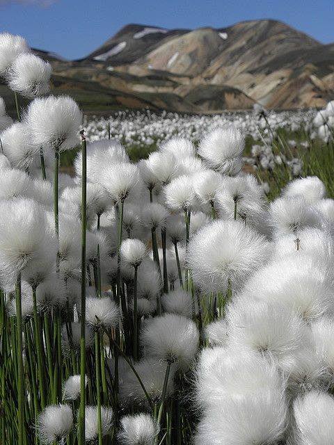棉花草，冰島。 #美景#