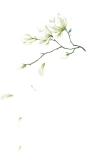 手绘杏花png 水墨水彩画 古风唯美装饰素材 植物 花卉 花瓣 白色的花