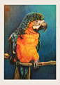 彩铅鹦鹉-手绘 插画