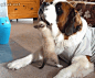 Kitten vs. St. Bernard : The Internet's visual storytelling community. Explore, share, and discuss the best visual stories the Internet has to offer.