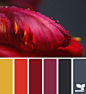 color palette - flora deep