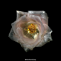 .: Glass Roses :. Underwater Series