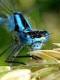 Blue Damselfly by iriscup