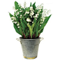 Lily of the Valley - Potted Lillies - Lillies - Bulb Gardens - Outdoor | HomeDecorators.com