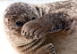 Photograph Shy Seal by Henrik Vind on 500px