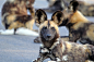 African-wild-Dog-9.jpg (2074×1382)