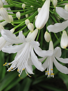 蝴蝶恋花采集到花瓣