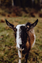 Kaboompics - A cute brown goat on pasture