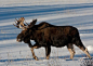 Rocky Mountain National Park - CO, USA
Majestic moose moving through&#;8230an alliterative inspiration in the Kawuneeche Valley. Moose are adept at moving through snow and remain active in the valley through the winter as the snow deepens. ~ rr
(photo