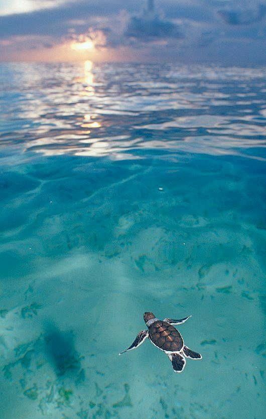 Baby Sea Turtle: 