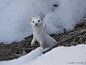 这货叫伶鼬（Least Weasel ），是世界上最小的肉食哺乳动物，也是标准吃货，它要24小时不停的吃东西才行，随时都会饿，这身材真是太拉仇了 ​​​​