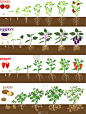 蔬菜,椒类食物,西红柿,植物,秧苗,白色背景,马铃薯,农作物,茄子,种子