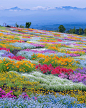 场景素材 花海