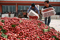 高林昆采集到山楂