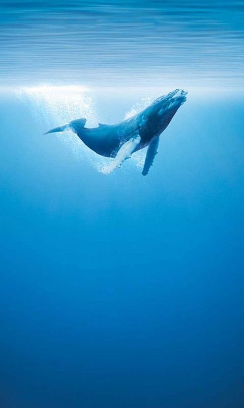 Humpback whale