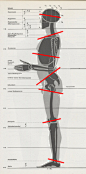   C.为了克服重力，Z字形在人体体块的横断面上也有许多显现。人体直立时，从侧面看，头颅部分的横断面是前高后低、颈部和胸腔上沿的横断面是前低后高、胸腔下沿的横断面是前高后低、盆腔上沿的横断面是前低后高、大腿上沿的横断面前高后低、膝关节的横断面是前低后高、踝关节的横断面是前高后低，这样就形成了不连贯的Z字形。