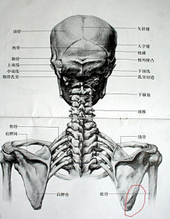 猫粮l采集到人体结构\动态/雕塑\素描