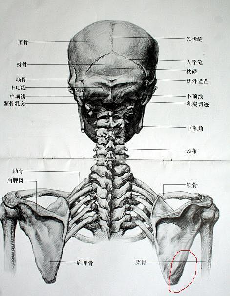 百度图片搜索_肩胛骨的搜索结果