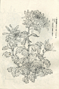 菊谱---白描菊花(70p)陆续发,朋友们共赏 - 【工笔画素材】 - 【中国工笔画论坛】 |工笔画|工笔画视频|工笔花鸟|工笔山水|工笔人物|