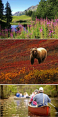 [【阿拉斯加】] 别于城市的繁华，阿拉斯加美在自然。坐拥北美最高峰6200米海拔的麦金利山的Denali国家公园犹如一座宝藏，珍藏着众多的动植物资源。黑熊、棕熊和三文鱼几乎可以说是阿拉斯加的特产，游客到阿拉斯加都会期盼着也来一次“熊遇”。?wid=3502278829855438