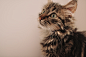 cat-pet-feline-tabby-8a0fdb6e1ab8bc3451f43e5d4d1c61b1.jpg (5184×3456)