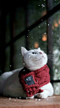 猫咪——下雪了